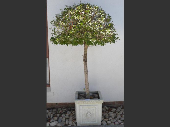 TREE IN CONCRETE PLANTER, 45 x 45 x 45cm