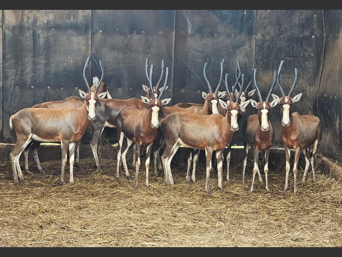 BLESBOK | HIGHLAND