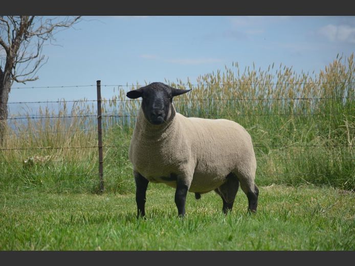 301 240155 | TWEESEUNS