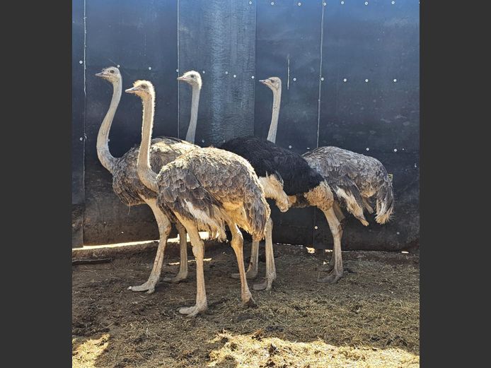 OSTRICHES | NUM-NUM