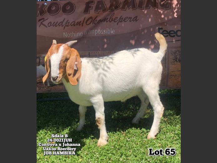 24-0021JUH | JOB HAMBIRA