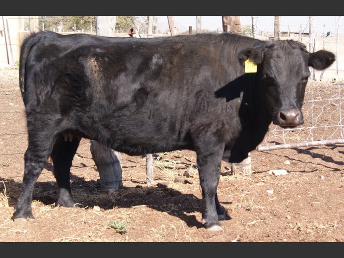 22-0022DD | DANE DEXTER STUD