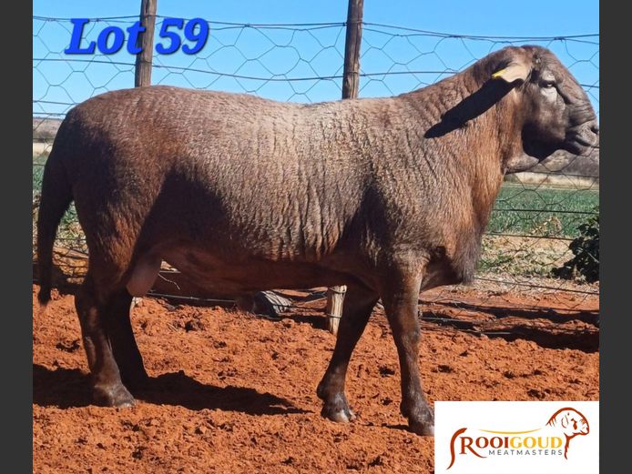 RG 24 0029 | AANGETEKEN | Pieter, Hanjo en Hannes Fourie - Rooigoud Meatmasters