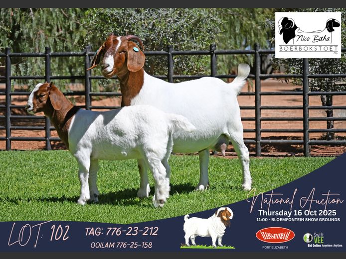 776-23-212 | Casper Byleveld (Nico Botha Boerbokstoet)