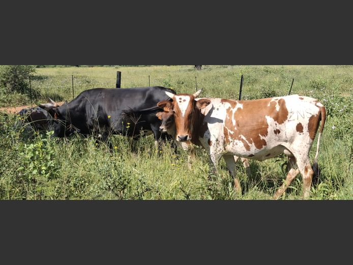 Commercial Animals | ARIES FAMILIE TRUST
(P.MARTIN)