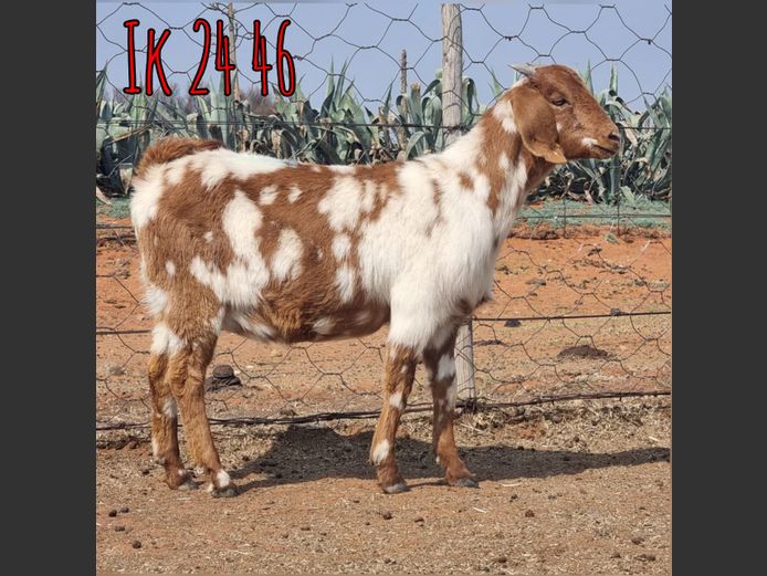 IK 24 46 | Erik De Witt