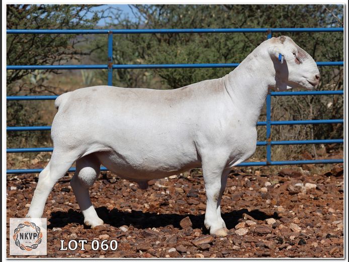 2310 24 0221W | J.J. HUMAN