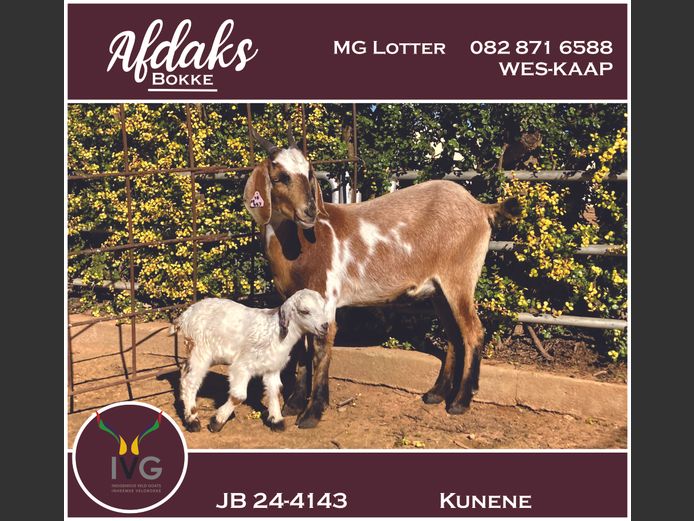 JB 24 - 4143 | Afdaks Bokke, Mg Lotter -SA Goat Genetics