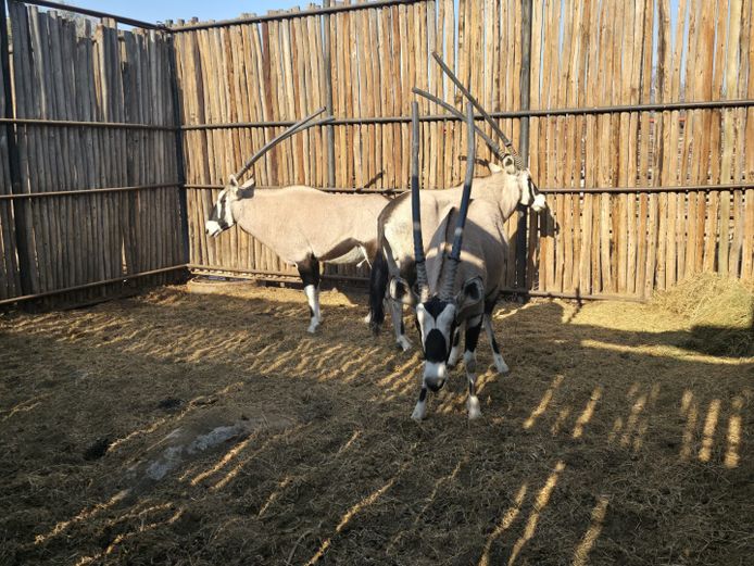 GEMSBOK | HANLEY 1