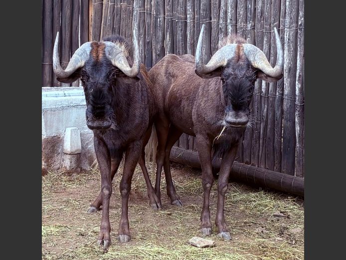 Swart Wildebees Bulle