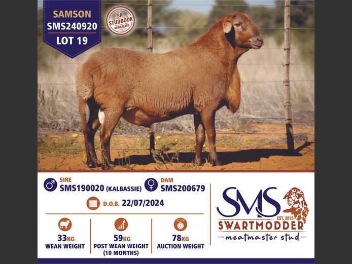 SMS240920 | SWARTMODDER MEATMASTER STUD