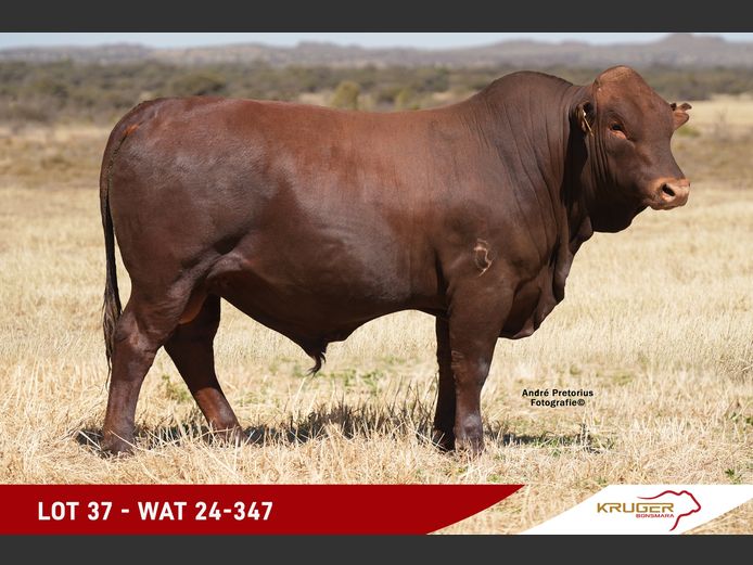 WAT240347 | KRUGER BOERDERY