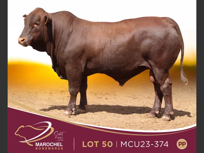 MCU 230374