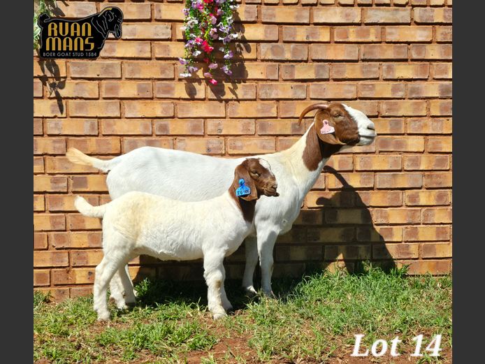1584 20-79 | Ruan Mans Boer Goat Stud