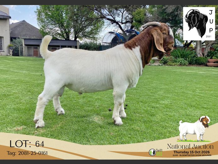 2081-25-0161 | JUP Boerbokstoet