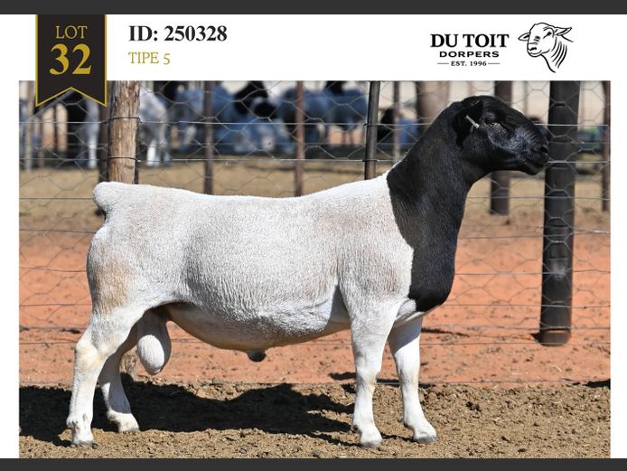 250328 | DU TOIT DORPERS