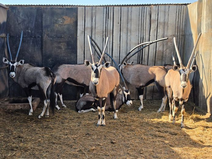 GEMSBOK | CC GAME