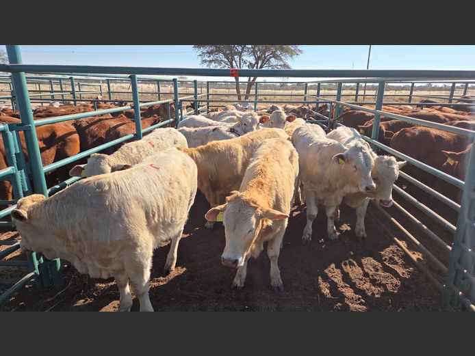 AGRA GOBABIS WEANER AUCTION