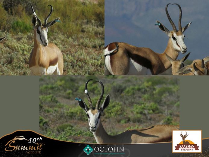 12-13"+ Damara Springbok Ewes RW 18-19"+ Rams