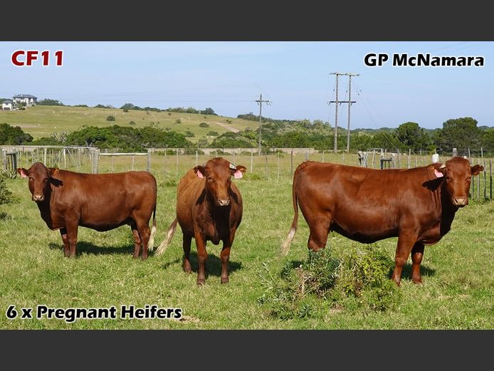 Commercial Females | GP McNamara