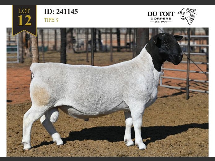 241145 | DU TOIT DORPERS
