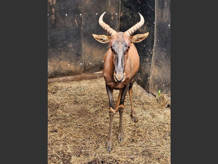 TSESSEBE | H. BODEMER