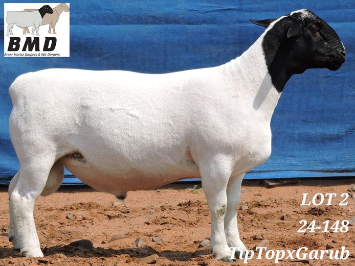 24-148 | BROER MARITZ