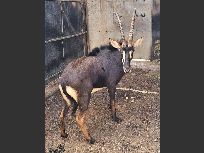 SABLE | WATERBERG GAME