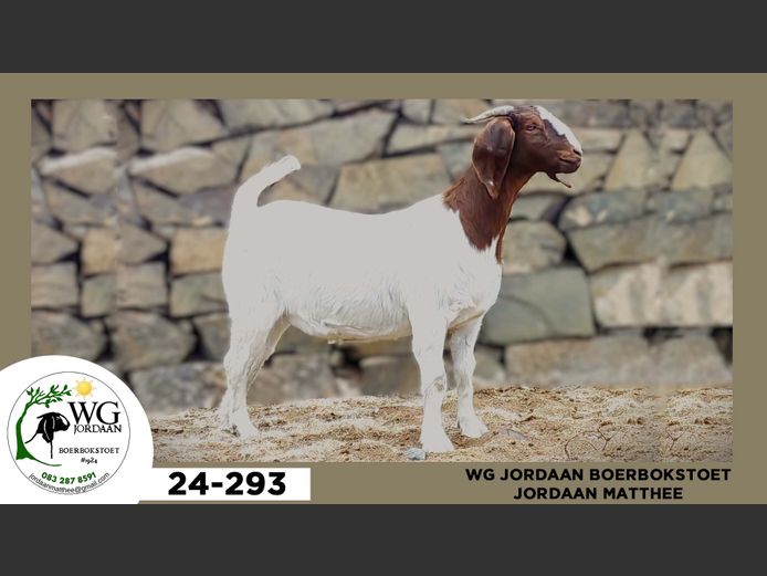 24-293  |  Jordaan Matthee - WG Jordaan Boerbokstoet
