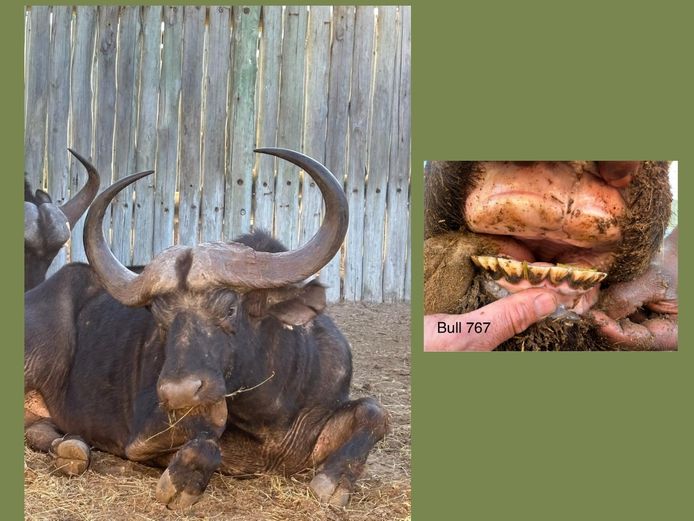 BUFFALO BULL | BUCKLANDS