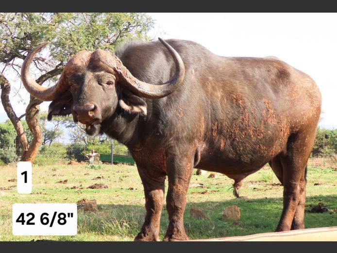 BUFFEL | KRUISRIVIER