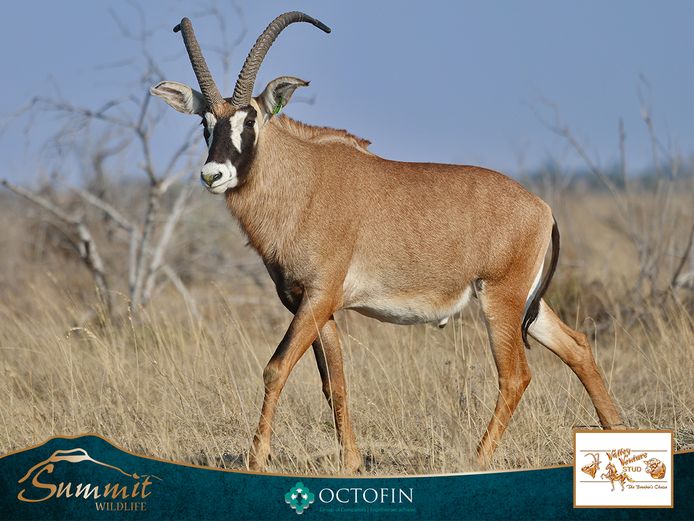 31 6/8" ROAN BULL