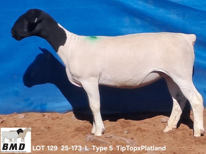 25-173 | BROER MARITZ DORPERS