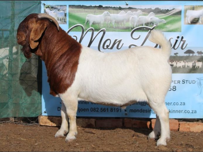 1633 25 0906 | Mon Desir Boergoats