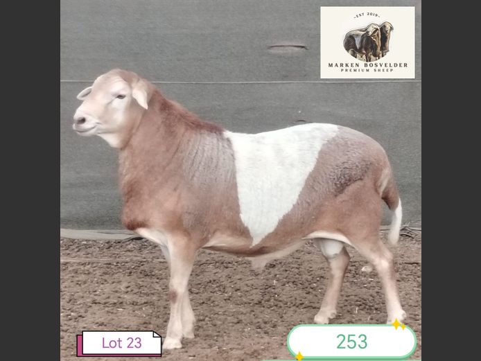 253 | MARKEN BOSVELDERS