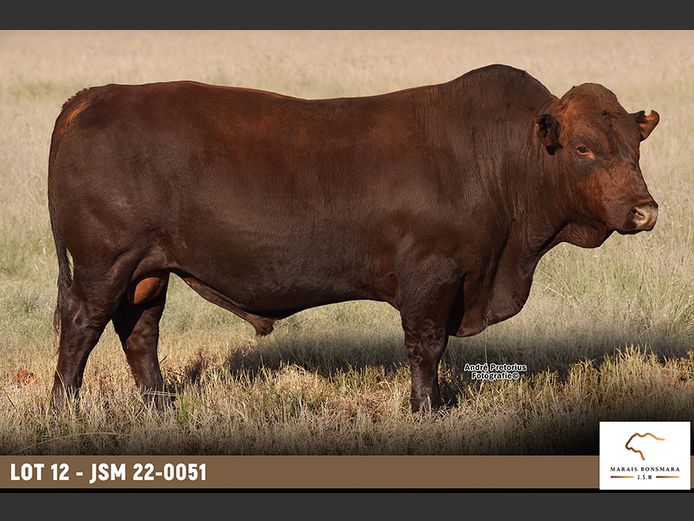 JSM220051 | MARAIS BONSMARAS