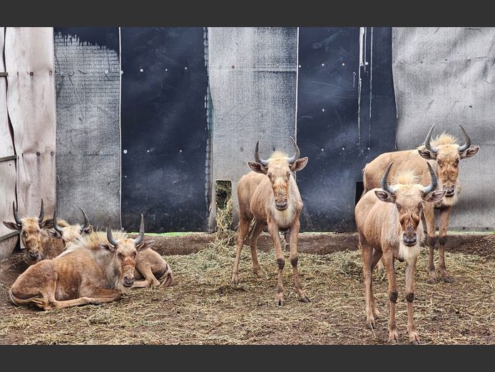 GOLDEN GNU | CHAZAKAMATS