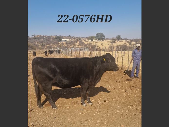 22-0576HD | MECKLENBURG BLACK ANGUS