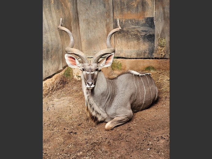 KUDU 55" | BIG HORN