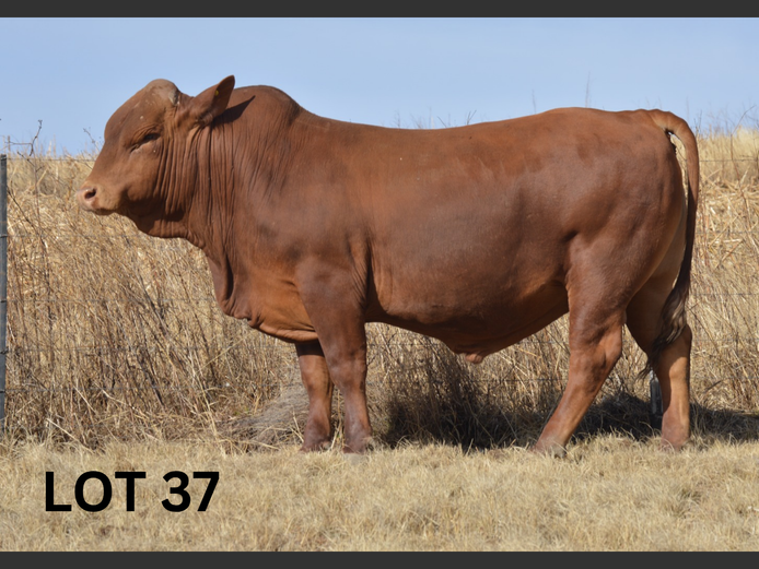 PM23 143 | Muirfontein Beefmasters