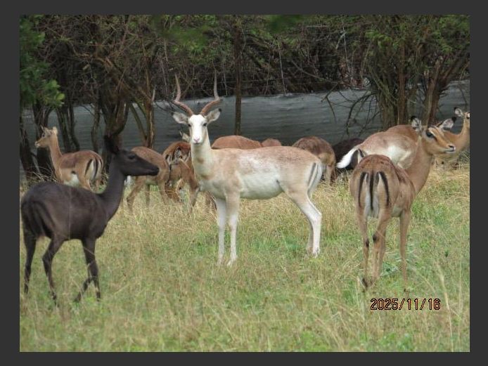 WHITE FLANKED IMPALA | D WILLIAMS