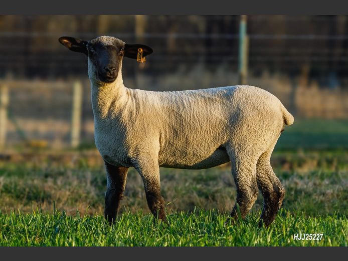 HJJ 250227 | HENNIE JONKER