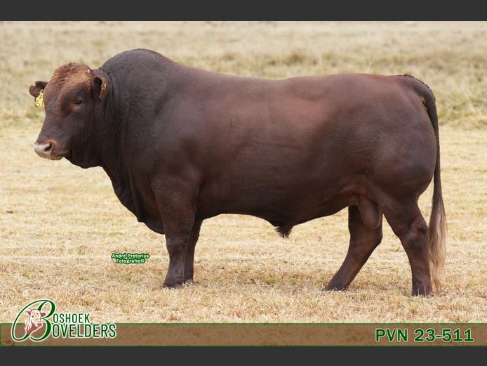 PVN230511 | Boshoek Bovelders