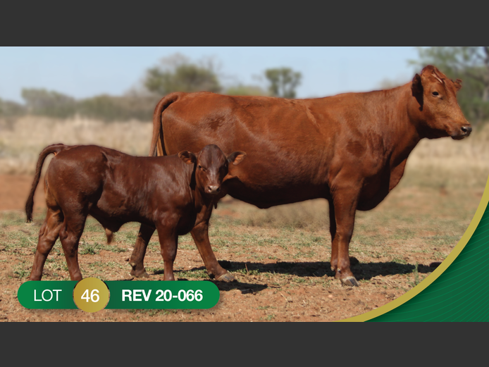 REV200066 | REVELAS BONSMARAS