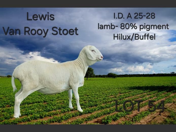 A25-28 | LEWIS VAN ROOY STUD