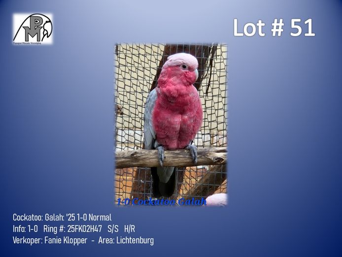 1-0 '25 Cockatoo: Galah: Normal - Fanie Klopper
