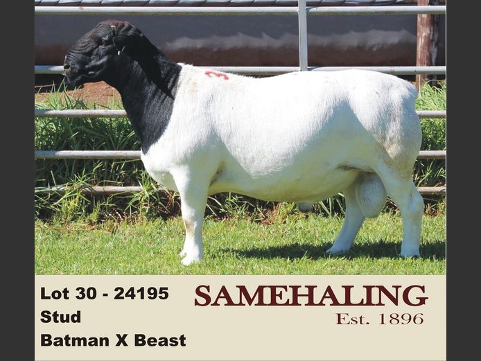 24195-330 | SAMEHALING DORPERS