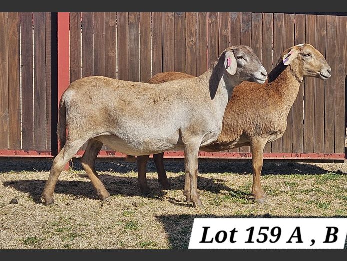 KI 230390 | J.J. STEYN