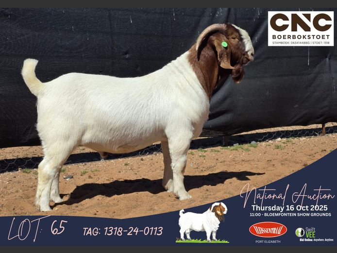 1318-24-0113 | Connie Coetzee (CNC Boerbokstoet)