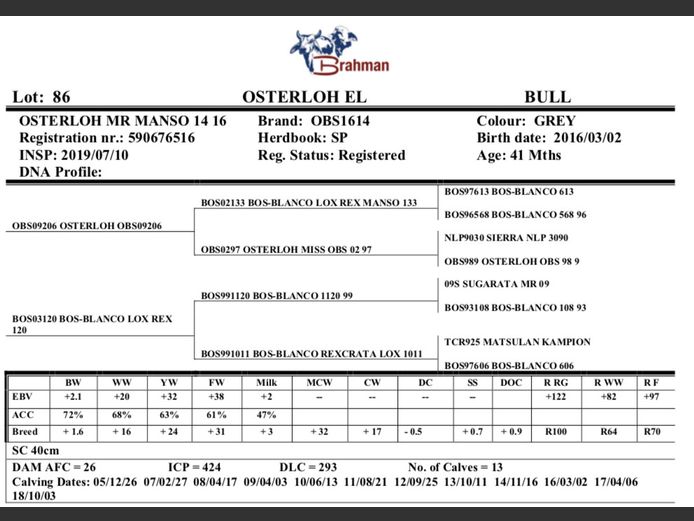 OSTERLOH BRAHMAN OBS1614
